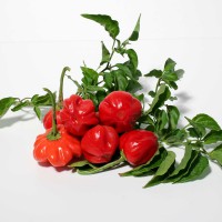 PEPERONCINO LANTERNA O CAPPELLO DEL VESCOVO