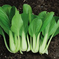 CAVOLO CINESE PAK CHOI