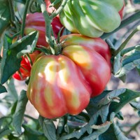 POMODORO COSTOLUTO FIORENTINO