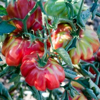 POMODORO COSTOLUTO FIORENTINO