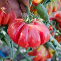 POMODORO COSTOLUTO FIORENTINO