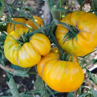 POMODORO COSTOLUTO GIALLO