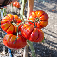 POMODORO MARMANDE MARBELLA F1