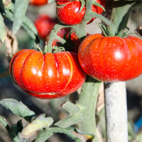 POMODORO MARMANDE SAVORMANDE F1