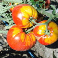 POMODORO COSTOLUTO ROSETANO F1