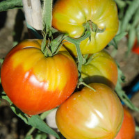 POMODORO COSTOLUTO ROSETANO F1