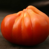 POMODORO CUORBENGA F1