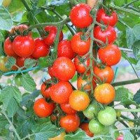 POMODORO CILIEGIA RED BUNCH F1