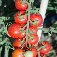 POMODORO CILIEGIA F1