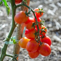 POMODORO CILIEGIA RED BUNCH F1