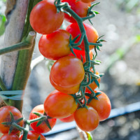 POMODORO CILIEGIA RED BUNCH F1