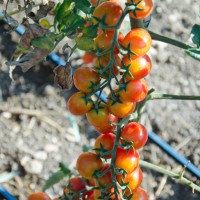 POMODORO CILIEGIA RED BUNCH F1