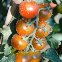 POMODORO CILIEGIA SUNCHOCOLA F1