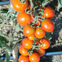 POMODORO CILIEGIA SUNGOLD F1