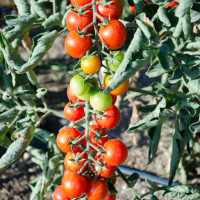 POMODORO PACHINO TRILLO F1