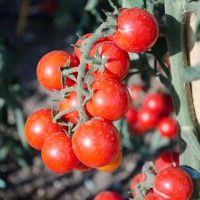 POMODORO PACHINO TRILLO F1