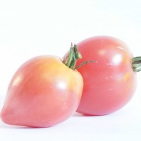 POMODORO CUOR DI BUE ROSA