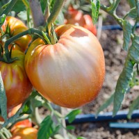 POMODORO CUOR DI BUE