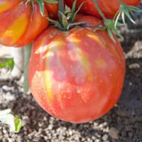 POMODORO CUOR DI BUE RIVIERA F1