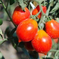 POMODORO GRAN BORGHESE