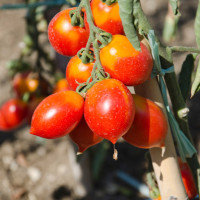 POMODORO GRAN BORGHESE