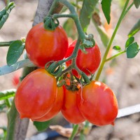 POMODORO GRAN BORGHESE