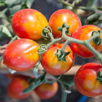 POMODORO GRAN BORGHESE