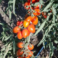 POMODORO GRAN BORGHESE