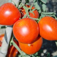 POMODORO FRAGOLINO