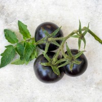 POMODORO NERO