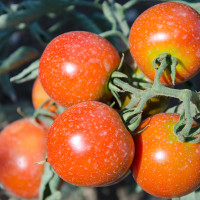 POMODORO NERO DI CRIMEA NERONDO F1