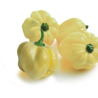 PEPERONCINO HABANERO BIANCO