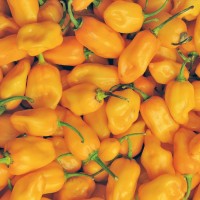 PEPERONCINO HABANERO ARANCIONE