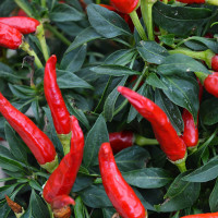 PEPERONCINO MAYA MESSICANO