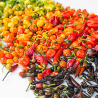 PEPERONCINO MIX