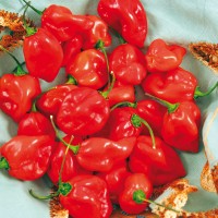 PEPERONCINO HABANERO RED