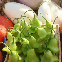 PEPERONCINO LANTERNA O CAPPELLO DEL VESCOVO