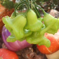 PEPERONCINO LANTERNA O CAPPELLO DEL VESCOVO