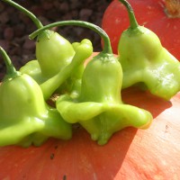 PEPERONCINO LANTERNA O CAPPELLO DEL VESCOVO