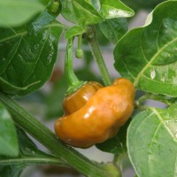 PEPERONCINO GOLD