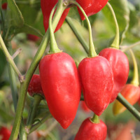 PEPERONCINO ETIOPIA