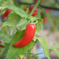 PEPERONCINO MAURITIUS RED