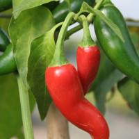 PEPERONCINO MAURITIUS RED