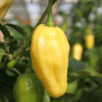 PEPERONCINO HABANERO LEMON