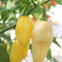 PEPERONCINO HABANERO LEMON