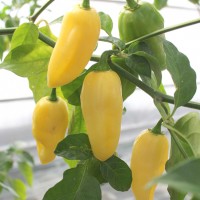 PEPERONCINO HABANERO LEMON