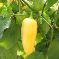 PEPERONCINO HABANERO LEMON