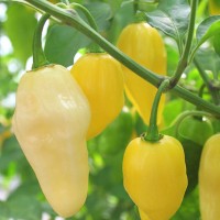 PEPERONCINO HABANERO LEMON