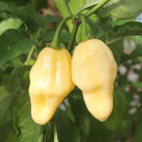 PEPERONCINO HABANERO LEMON