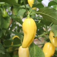 PEPERONCINO HABANERO LEMON